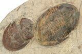 Line Of Eight Asaphellus Trilobites - Morocco #260005-2